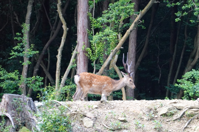 東出昌大の現在の住まいは北関東の山小屋？なぜ自給自足なのかも調査！