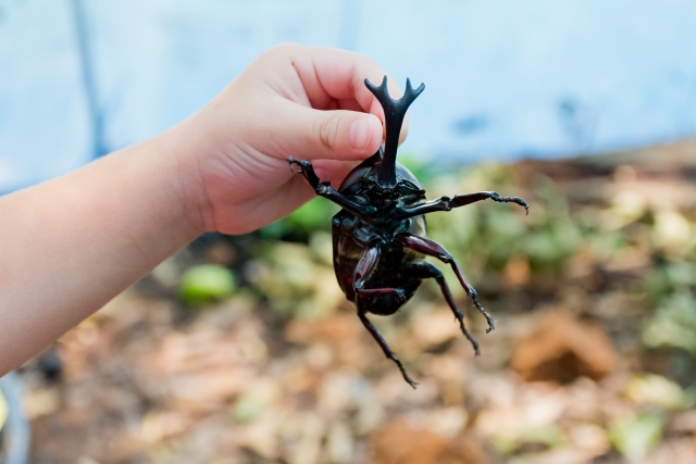 カブトムシの餌は家にある物で代用が可能！